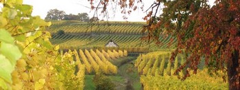 Vignoble de Dorlisheim  cot du gte  l'automne